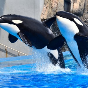 名古屋港水族館