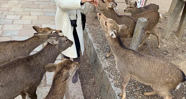 もうひとつの奈良のシンボル・鹿