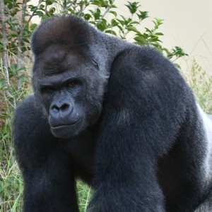 東山動物園
