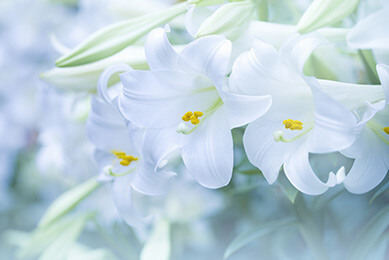 答礼装花