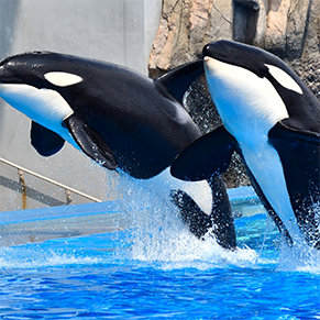 名古屋港水族館