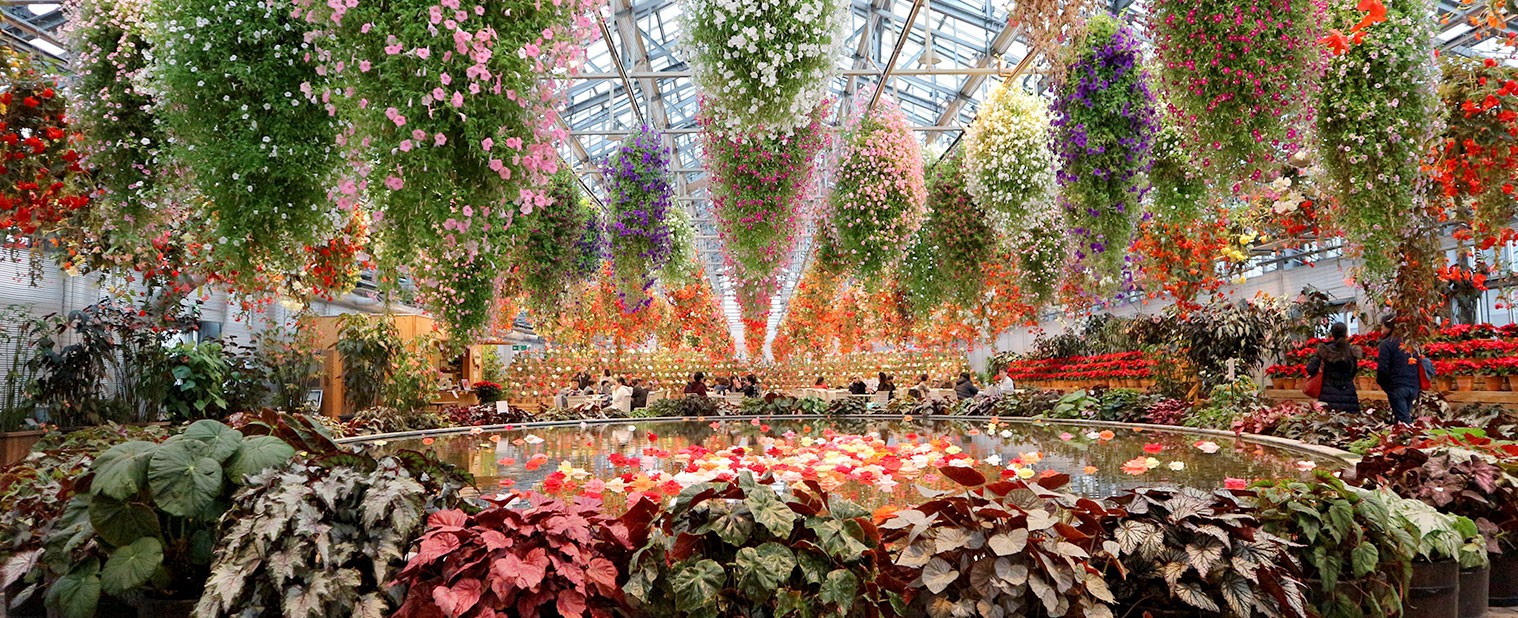 秋海棠花園