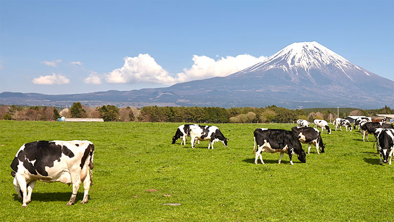 朝霧高原