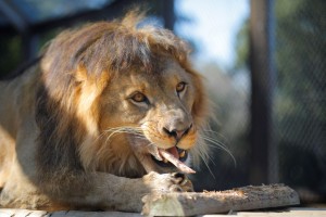 【ご家族で満喫！】のんほいパーク入園券付きプラン（HPA511）